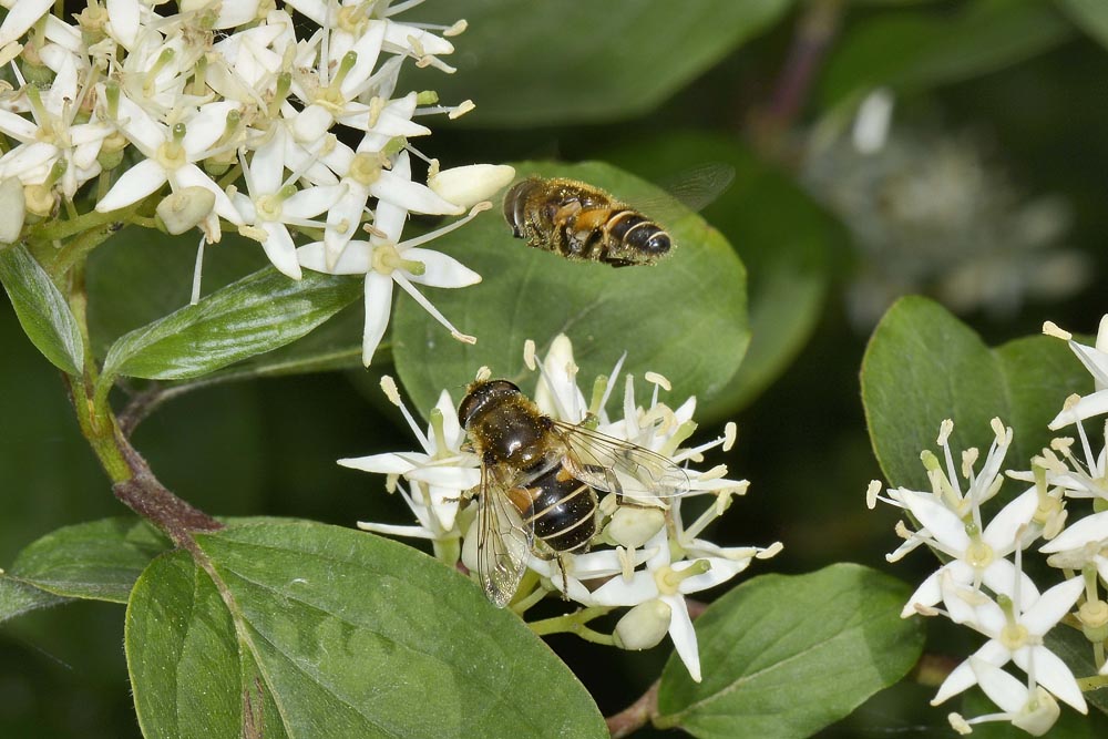 Corteggiamento di syrphidae? 